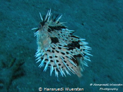 Freckled Porcupinefish have fight before by Hansruedi Wuersten 
